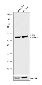 UGP2 Antibody in Western Blot (WB)