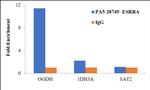 ESRRA Antibody in ChIP Assay (ChIP)