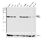 ESRRA Antibody in Western Blot (WB)