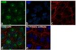 GHSR Antibody in Immunocytochemistry (ICC/IF)