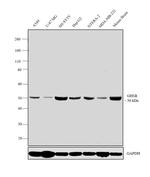 GHSR Antibody in Western Blot (WB)