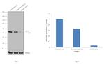 GHSR Antibody in Western Blot (WB)