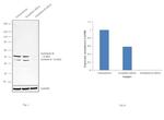 Endothelin B Receptor Antibody