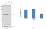 eRF1 Antibody in Western Blot (WB)