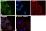 NME1 Antibody in Immunocytochemistry (ICC/IF)