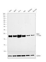 NME1 Antibody in Western Blot (WB)