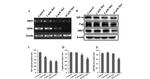 P-Glycoprotein Antibody in Western Blot (WB)