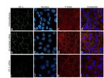 ZO-1 Antibody in Immunocytochemistry (ICC/IF)