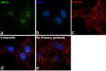 DKC1 Antibody in Immunocytochemistry (ICC/IF)