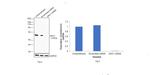 DKC1 Antibody in Western Blot (WB)