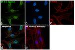 14-3-3 epsilon Antibody in Immunocytochemistry (ICC/IF)