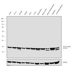 14-3-3 epsilon Antibody in Western Blot (WB)