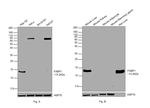 FABP1 Antibody in Western Blot (WB)