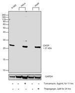 CHOP Antibody