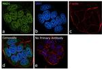 MAD1 Antibody in Immunocytochemistry (ICC/IF)