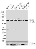 MAD1 Antibody in Western Blot (WB)