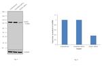 MAD1 Antibody