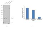 eIF2b alpha Antibody in Western Blot (WB)