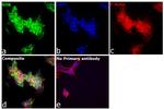 KHK Antibody in Immunocytochemistry (ICC/IF)