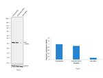 KHK Antibody