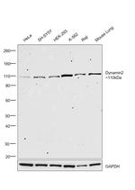 Dynamin 2 Antibody in Western Blot (WB)