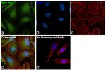 DNA-PK Antibody in Immunocytochemistry (ICC/IF)