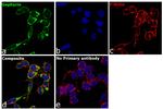 Gephyrin Antibody in Immunocytochemistry (ICC/IF)