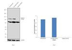 Gephyrin Antibody