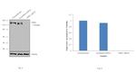 NPR1 Antibody