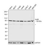 Ku80 Antibody in Western Blot (WB)