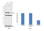 Ku80 Antibody in Western Blot (WB)