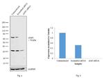 cIAP1 Antibody