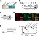 Tara Antibody in Western Blot, Immunocytochemistry (WB, ICC/IF)