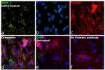 ADFP Antibody in Immunocytochemistry (ICC/IF)