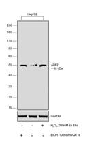 ADFP Antibody in Western Blot (WB)