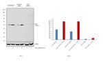 ADFP Antibody in Western Blot (WB)