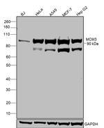 MCM3 Antibody in Western Blot (WB)