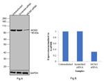 MCM3 Antibody in Western Blot (WB)