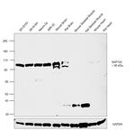 SAP102 Antibody in Western Blot (WB)