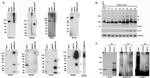 SMC3 Antibody in Western Blot (WB)