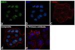 SMC3 Antibody in Immunocytochemistry (ICC/IF)