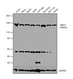 SMC3 Antibody in Western Blot (WB)