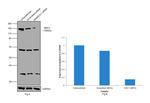 SMC3 Antibody in Western Blot (WB)