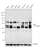 TDG Antibody in Western Blot (WB)