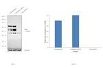 TDG Antibody