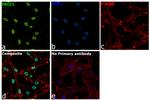 ERCC1 Antibody in Immunocytochemistry (ICC/IF)