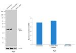 ERCC1 Antibody in Western Blot (WB)