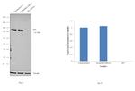 SP1 Antibody