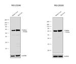 Catalase Antibody