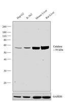 Catalase Antibody in Western Blot (WB)